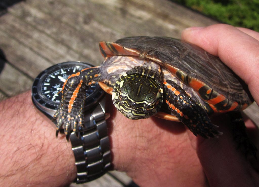SI turtle 2 IMG_3266.jpg