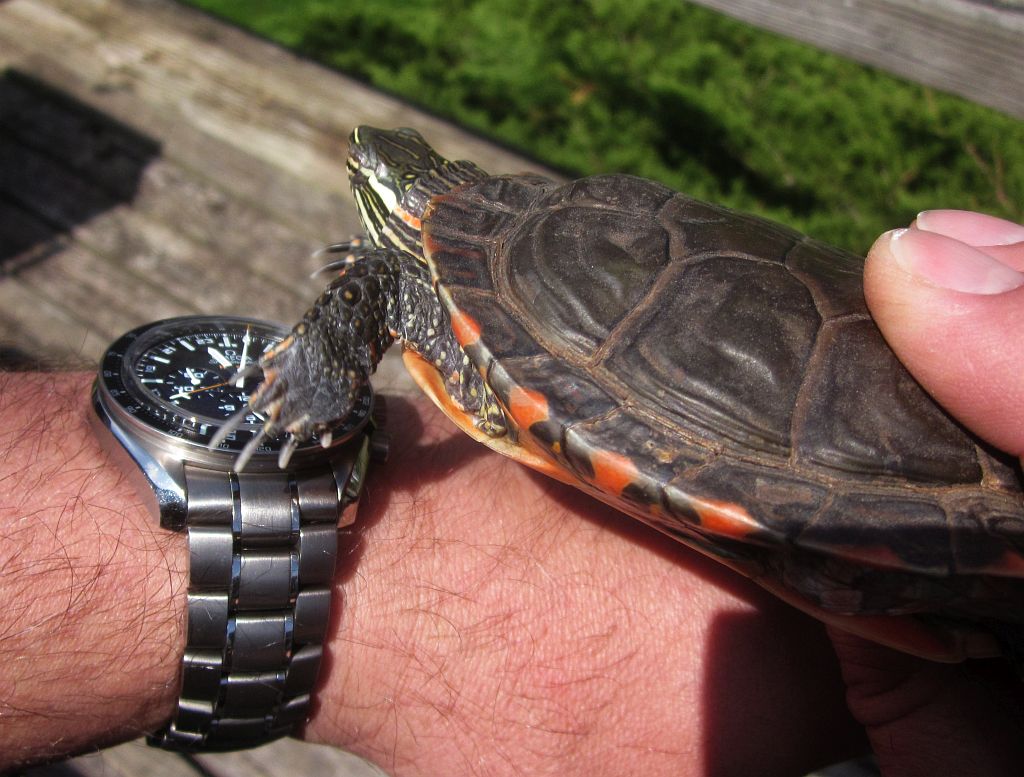 SI turtle 3 MG_3272.jpg