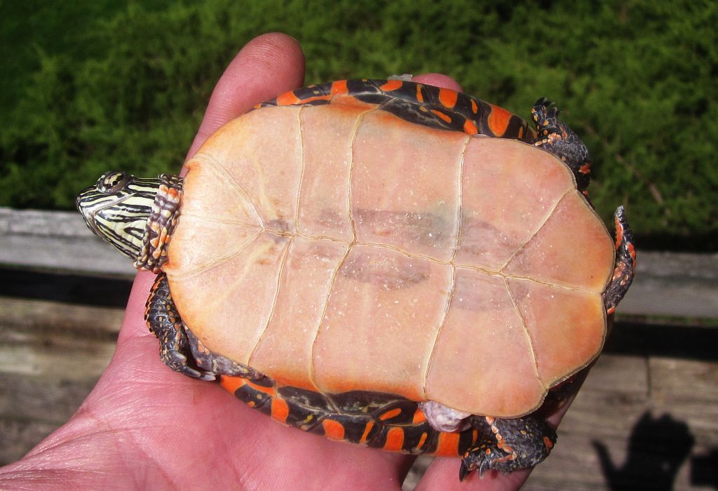 SI turtle back IMG_3277.jpg