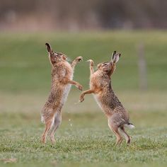 cross hares.jpg