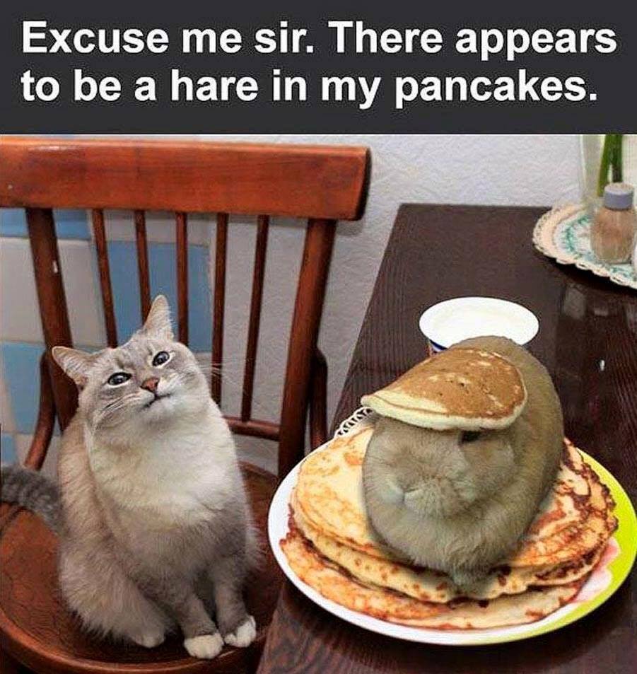 cats rabbits and pancakes.jpg