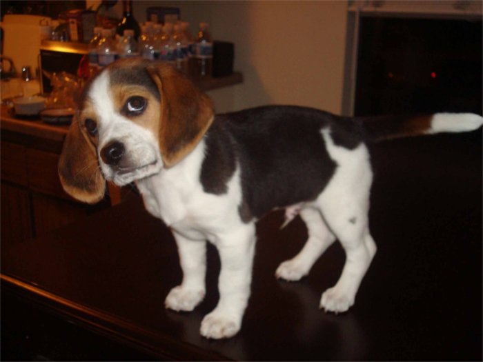 beagle_timm.jpg