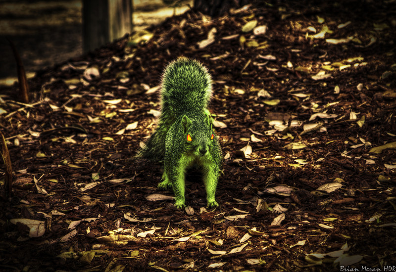 martian squirrel.jpg