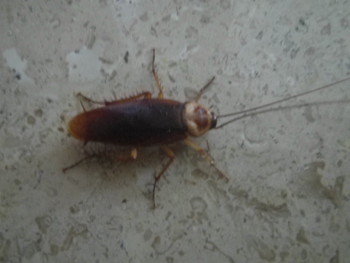 IMGP0229.JPG IMGP0229.JPG