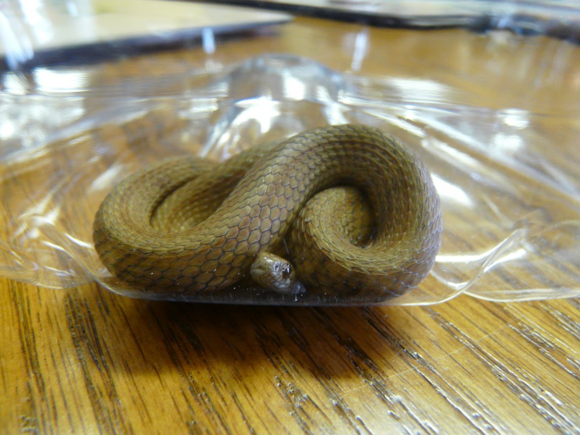 P1020199.JPG P1020199.JPG