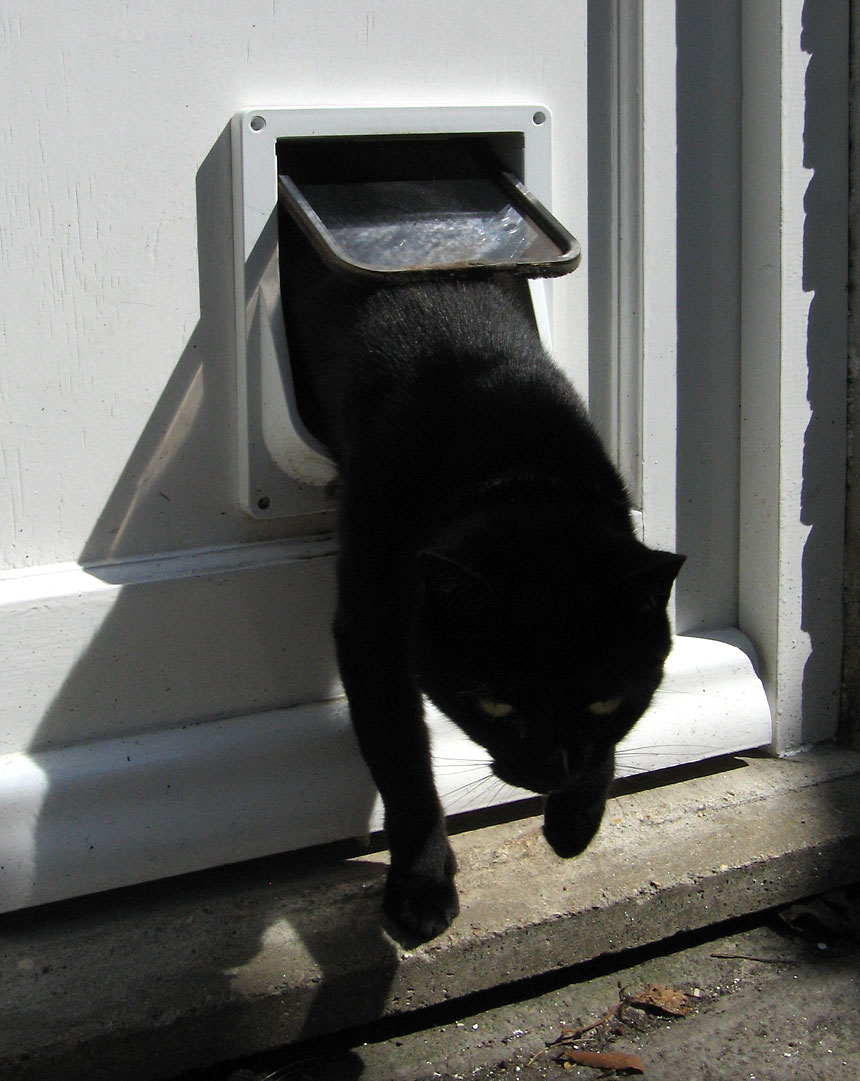 Cat_flap.jpg