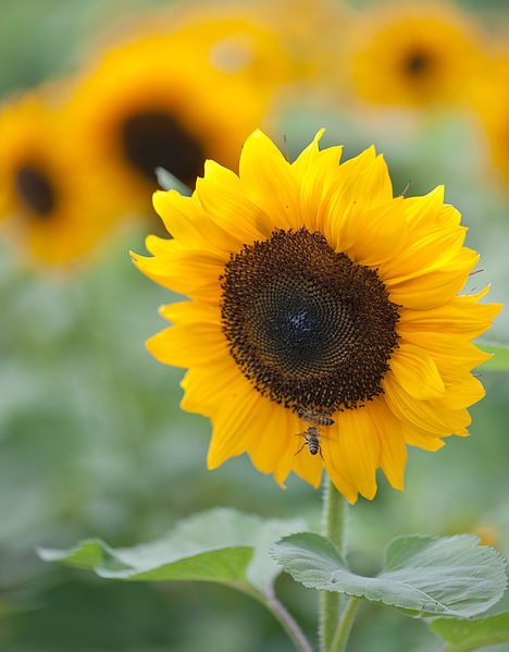 468px-Sunflower_Pro-Cut_Orange_2011_(6080303993).jpg