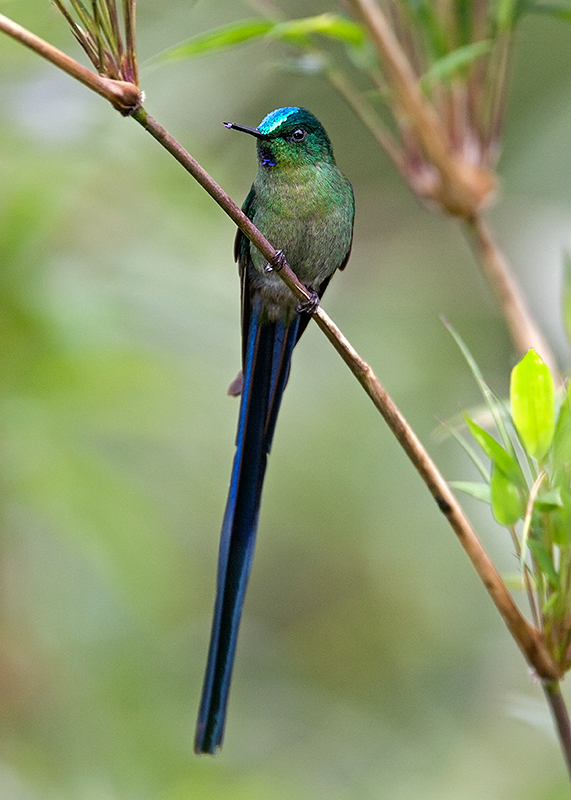 _MG_9579.jpg _MG_9579.jpg