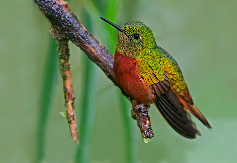Red-Coronet3.jpg Red-Coronet3.jpg