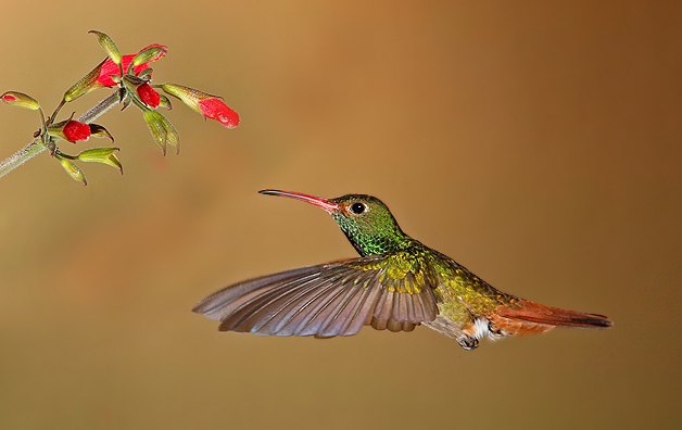 RufousTai4l.jpg RufousTai4l.jpg