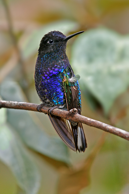 VelvetPurple-Coronet2.jpg VelvetPurple-Coronet2.jpg