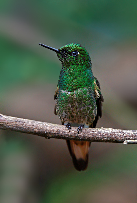 BuffTail-coronet3.jpg BuffTail-coronet3.jpg