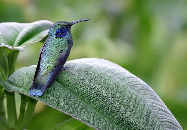 Violet7port.jpg Violet7port.jpg