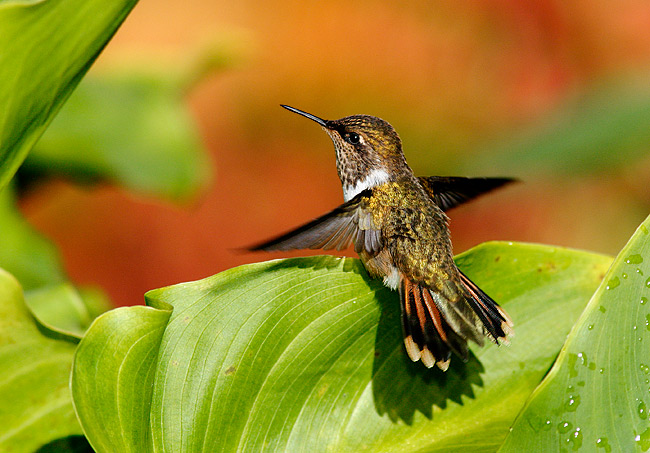 Volcano-Hummingbird.jpg Volcano-Hummingbird.jpg