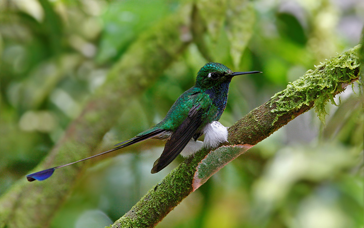 RacketTailjpg2.jpg RacketTailjpg2.jpg