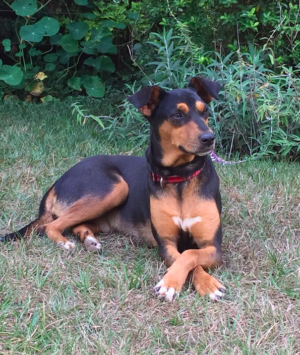 Schermafbeelding 2016-11-20 om 01.46.41.png