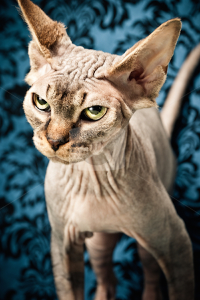 cutcaster-photo-801015271-An-angry-looking-hairless-cat.jpg