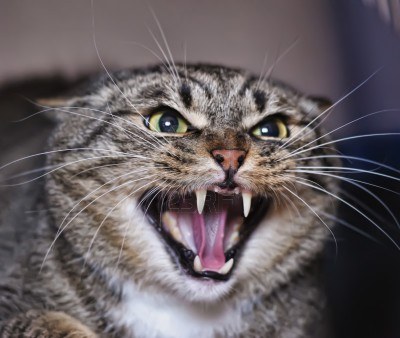 13734580-angry-cat-hissing-aggressive.jpg