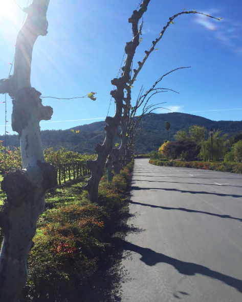 Screen Shot 2016-11-29 at 8.52.58 AM.png