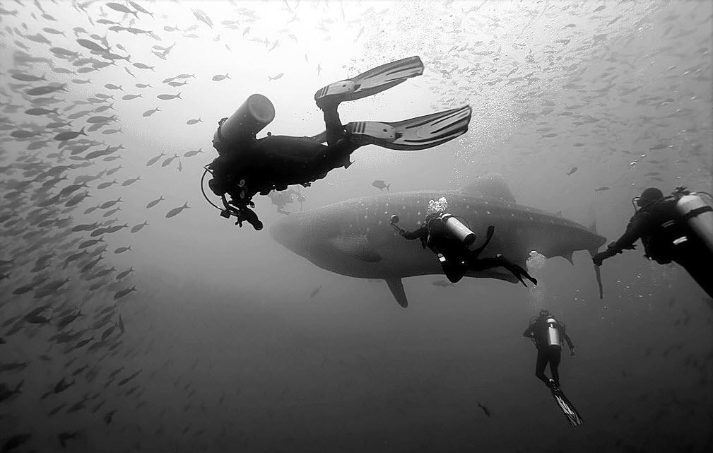 Galapagos_WhaleShark.jpg
