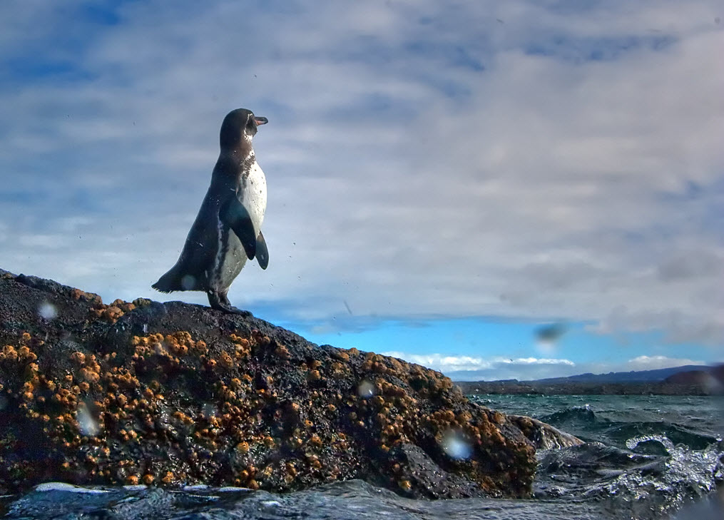Galapagos_Penguin.jpg