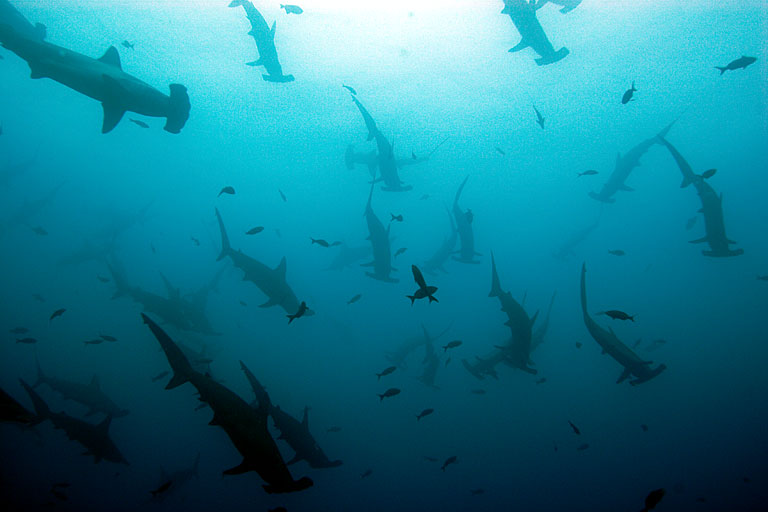 Galapagos_Hammerheads.jpg