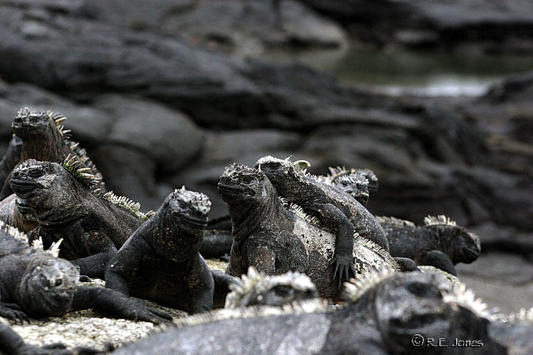Galapagos_Iguanas.jpg