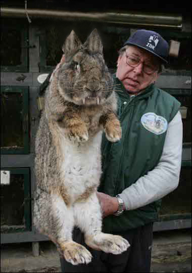 giant-rabbit3.jpg