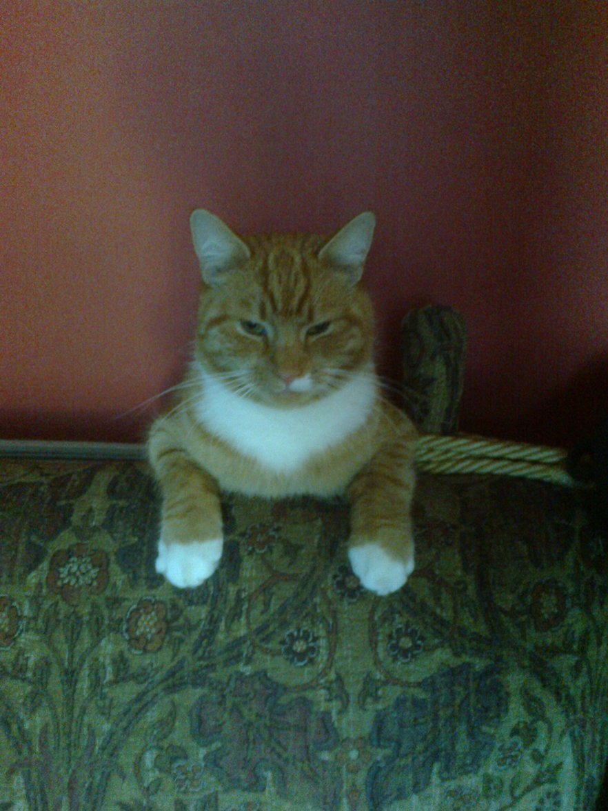 Cats Jan 2015 (4).jpg