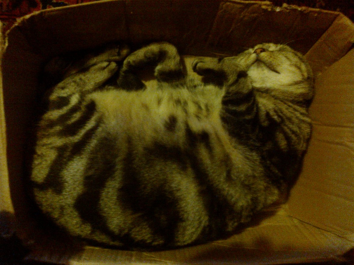 Cats Jan 2015 (6).jpg