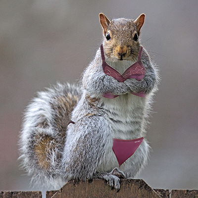 eastern_gray_squirrel_34_by_easterngraysquirrel-d5r2pd-sk.jpg