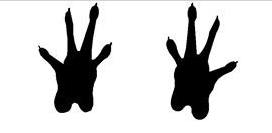 PawPrint.png