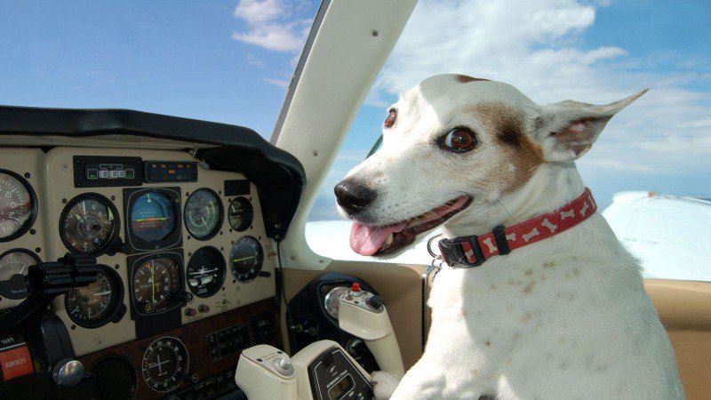 dog-pilot-2-e1447291256768.jpg