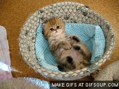 kitten-in-the-basket-o.gif