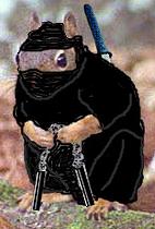 ninja_squirrel.jpg ninja_squirrel.jpg