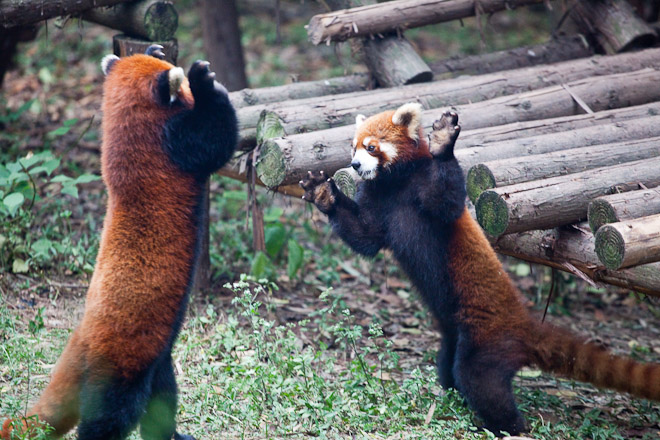 20090613-Red-Pandas-Fighting-1dq9tui.jpg