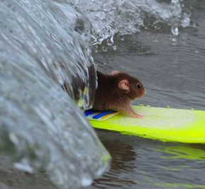 surfermouse.png