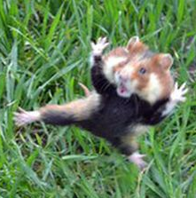 kungfuhampster.png