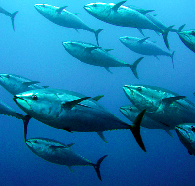 tuna.png tuna.png