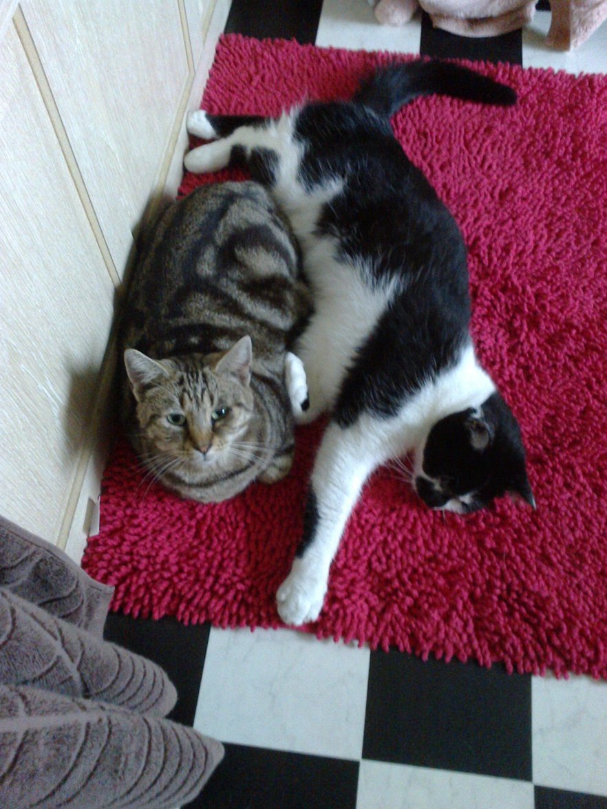 Pepper and Linus Sept 2014 (2).jpg