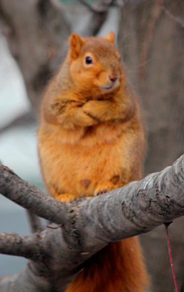 folded-arms-squirrel.jpg