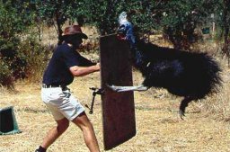 cassowary-attack-2.jpg