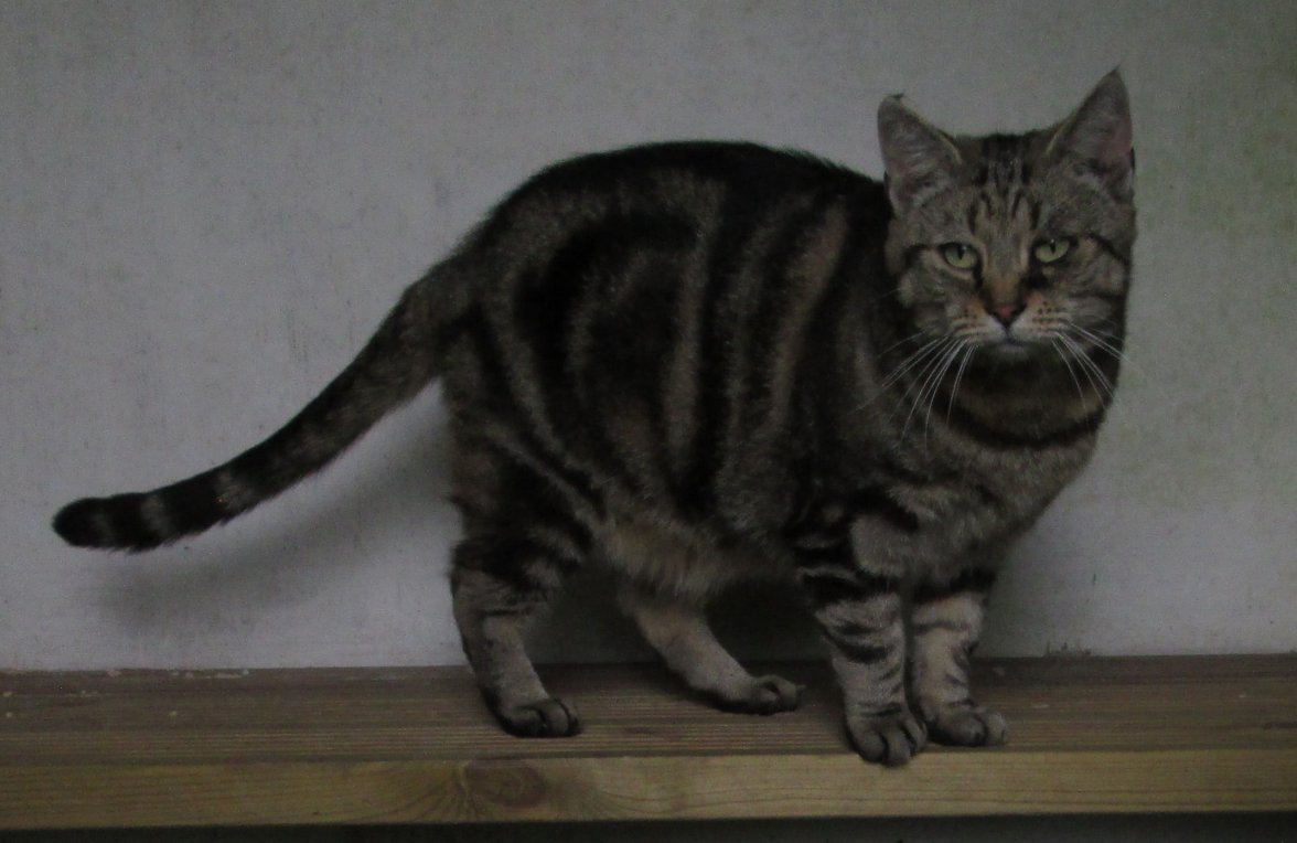 Pepper death stare.JPG