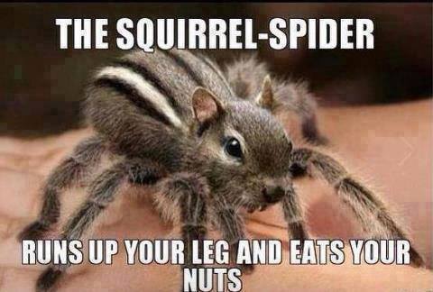 Squirrel-Spider.jpg