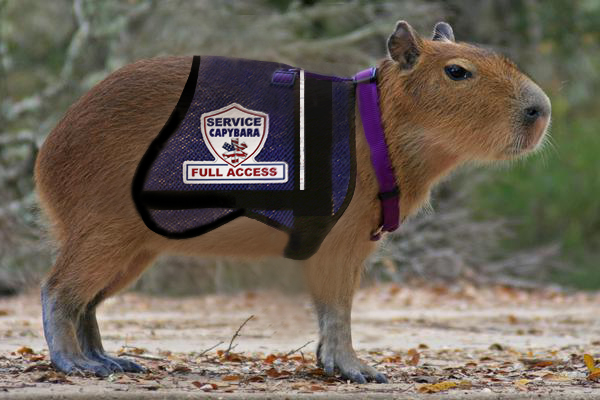 Capybara_harness.jpg