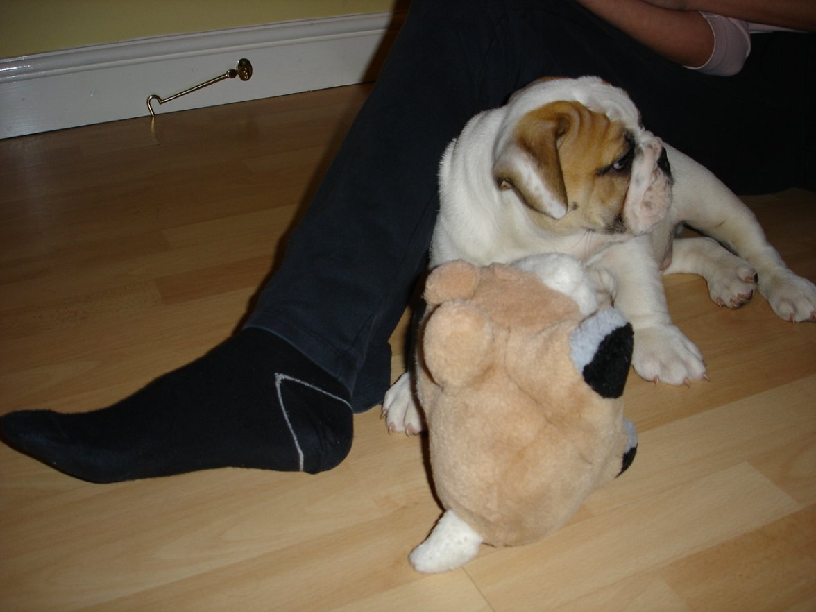 Chunky - Christmas 2007 012.jpg