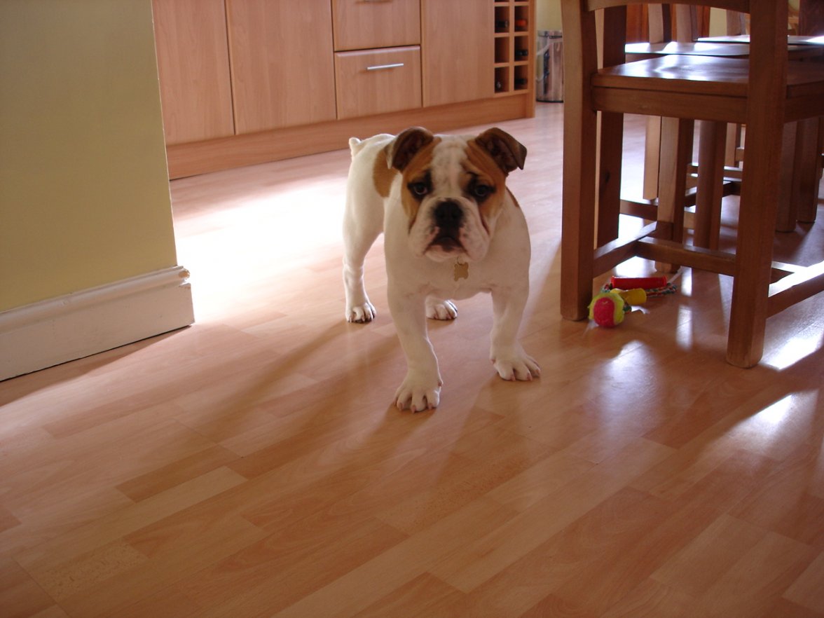 Chunky - 4 months 027.jpg