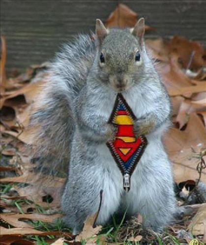 funny-squirrel47478.jpg