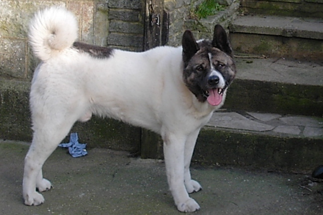 ALFRED THE BAD DOGGY.JPG