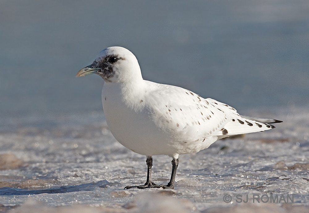 Ivory-Gull1.jpg